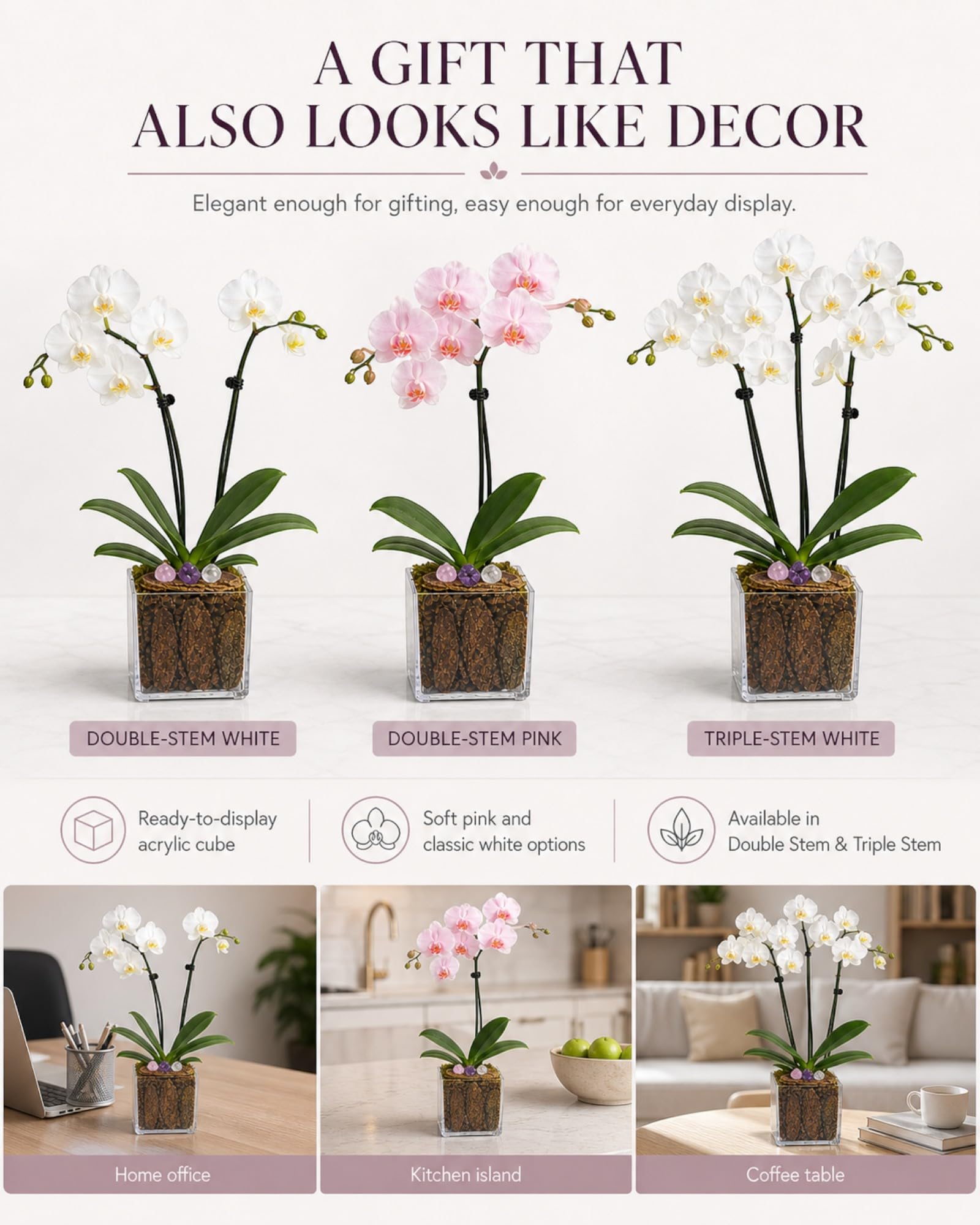 Not a Grocery Store Orchid Live Phalaenopsis Arrangement, Mother’s Day Gift with Rose Quartz, Clear Quartz & Amethyst, White or Pink Blooms, Double or Triple Stem