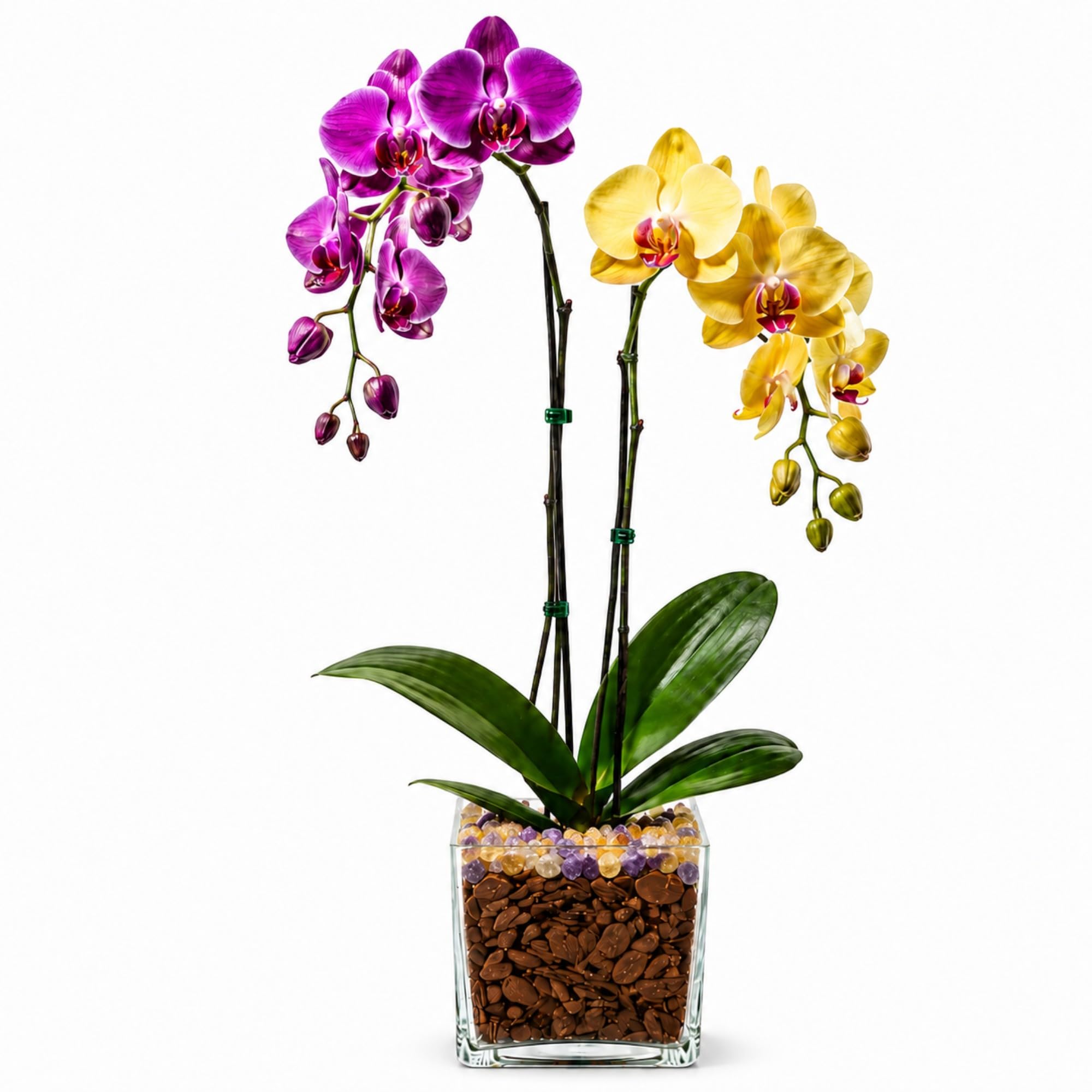 Live Double Stem Phalaenopsis Orchid Plant, 24–26 Inches Tall, Purple & Yellow Blooms with Citrine and Amethyst Crystal Accent, Clear Planter, Chakra Orchid Collection