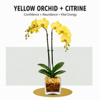 Live Phalaenopsis Orchid Plant – Double Stem 24-26 Inch Tall – Chakra Orchid Collection – Clear Planter with Genuine Crystal Accent (Yellow/Citrine)