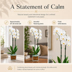 Live Phalaenopsis Orchid Plant – Double Stem 24-26 Inch Tall Flowering Orchid – Indoor Potted Orchid in Clear Planter – Genuine Crystal Accent – White with Green Aventurine and Clear Quartz