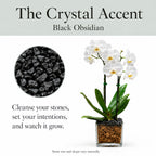 Live Double Stem Phalaenopsis Orchid Plant, 24–26 Inches Tall, White Blooms with Black Obsidian Crystal Accent, Clear Planter, Chakra Orchid Collection