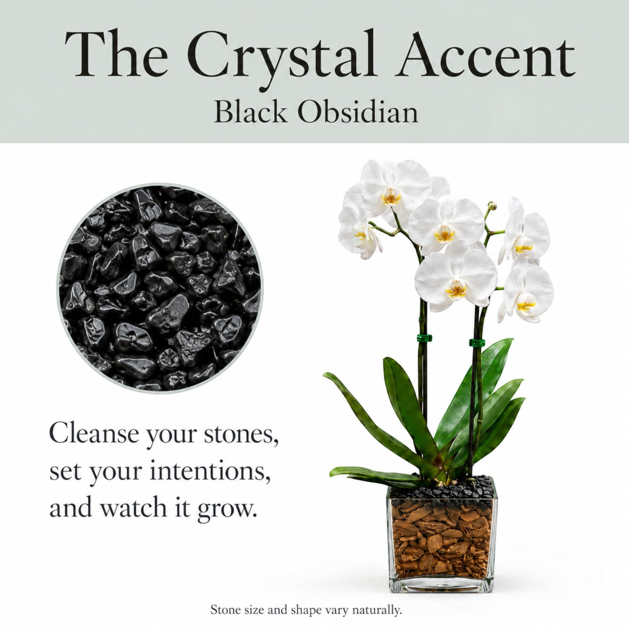 Live Double Stem Phalaenopsis Orchid Plant, 24–26 Inches Tall, White Blooms with Black Obsidian Crystal Accent, Clear Planter, Chakra Orchid Collection