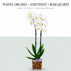 Live Phalaenopsis Orchid Plant – Double Stem 24-26 Inch Tall Flowering Orchid – Indoor Potted Orchid in Clear Planter – Genuine Crystal Accent – White with Amethyst