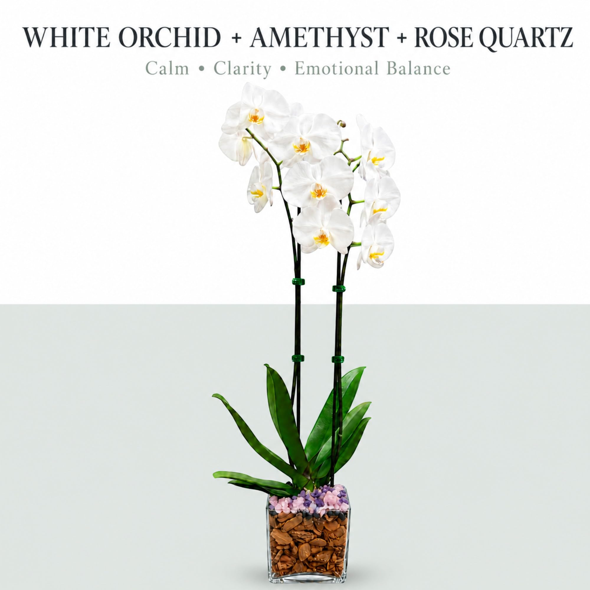 Live Phalaenopsis Orchid Plant – Double Stem 24-26 Inch Tall Flowering Orchid – Indoor Potted Orchid in Clear Planter – Genuine Crystal Accent – White with Amethyst