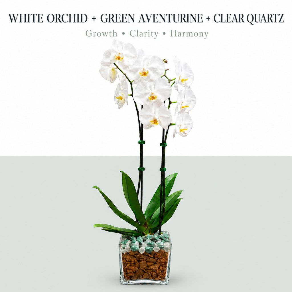 Live Phalaenopsis Orchid Plant – Double Stem 24-26 Inch Tall Flowering Orchid – Indoor Potted Orchid in Clear Planter – Genuine Crystal Accent – White with Green Aventurine and Clear Quartz