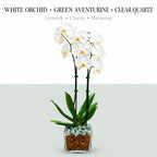 Live Phalaenopsis Orchid Plant – Double Stem 24-26 Inch Tall Flowering Orchid – Indoor Potted Orchid in Clear Planter – Genuine Crystal Accent – White with Green Aventurine and Clear Quartz