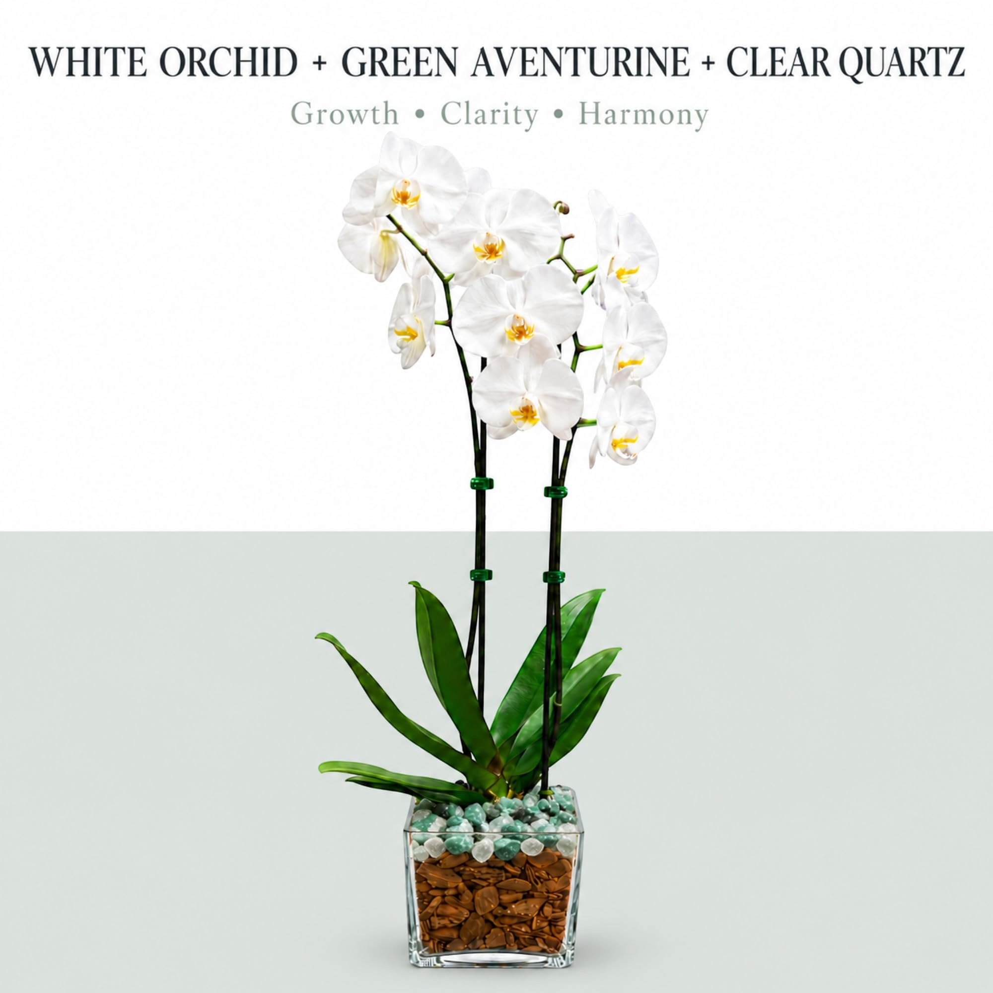 Live Phalaenopsis Orchid Plant – Double Stem 24-26 Inch Tall Flowering Orchid – Indoor Potted Orchid in Clear Planter – Genuine Crystal Accent – White with Green Aventurine and Clear Quartz