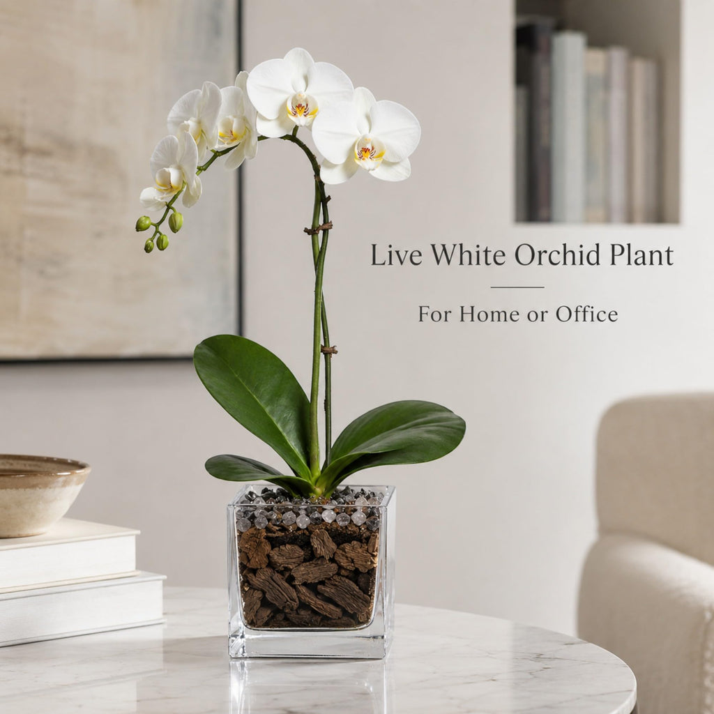 Live Phalaenopsis Orchid Plant with Raw Chakra Crystal Accent, Single-Stem Indoor Potted Orchid in Clear Acrylic Planter, Gift-Ready