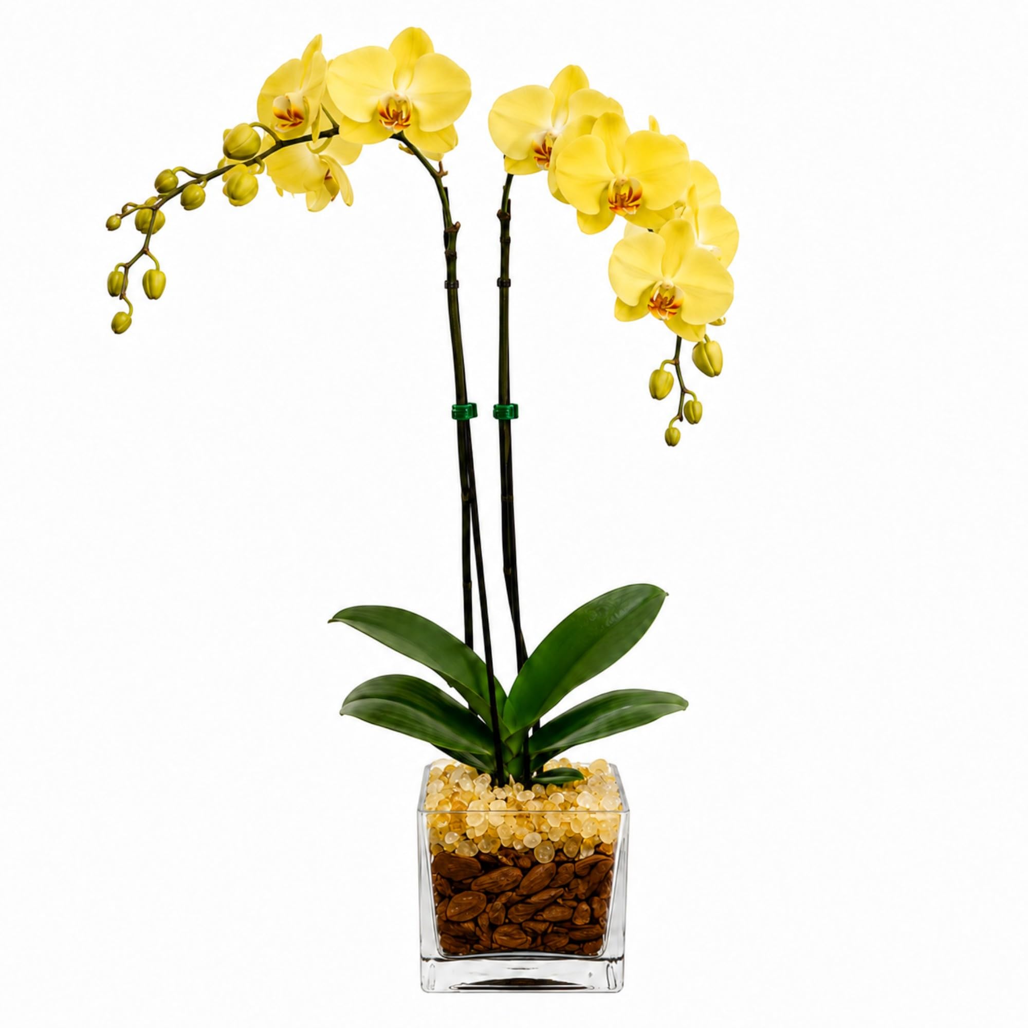 Live Phalaenopsis Orchid Plant – Double Stem 24-26 Inch Tall – Chakra Orchid Collection – Clear Planter with Genuine Crystal Accent (Yellow/Citrine)