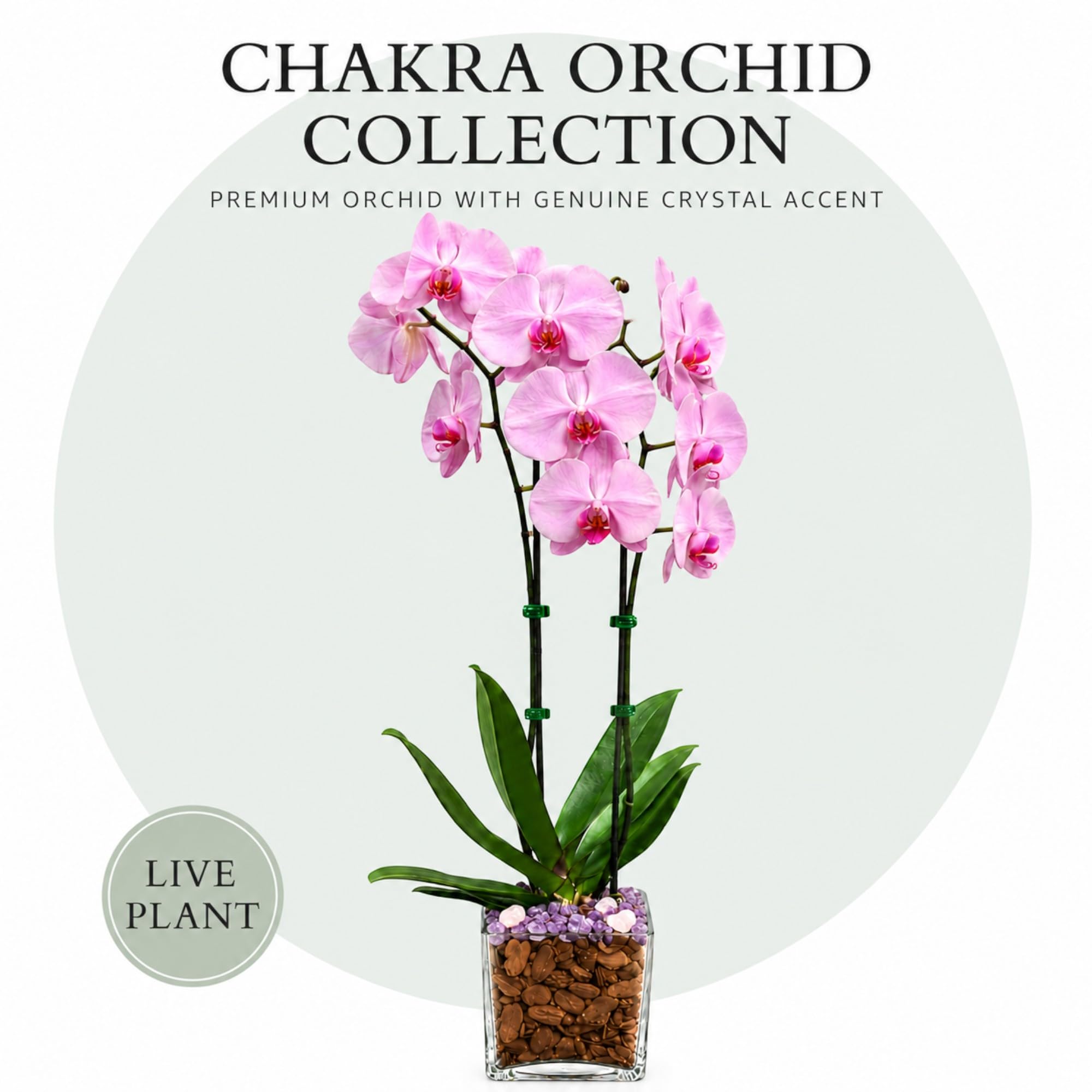Live Double Stem Phalaenopsis Orchid with Chakra Crystals Tall Indoor Potted Orchid in Clear Planter Long Lasting Bloom Pink with Rose Quartz and Amethyst