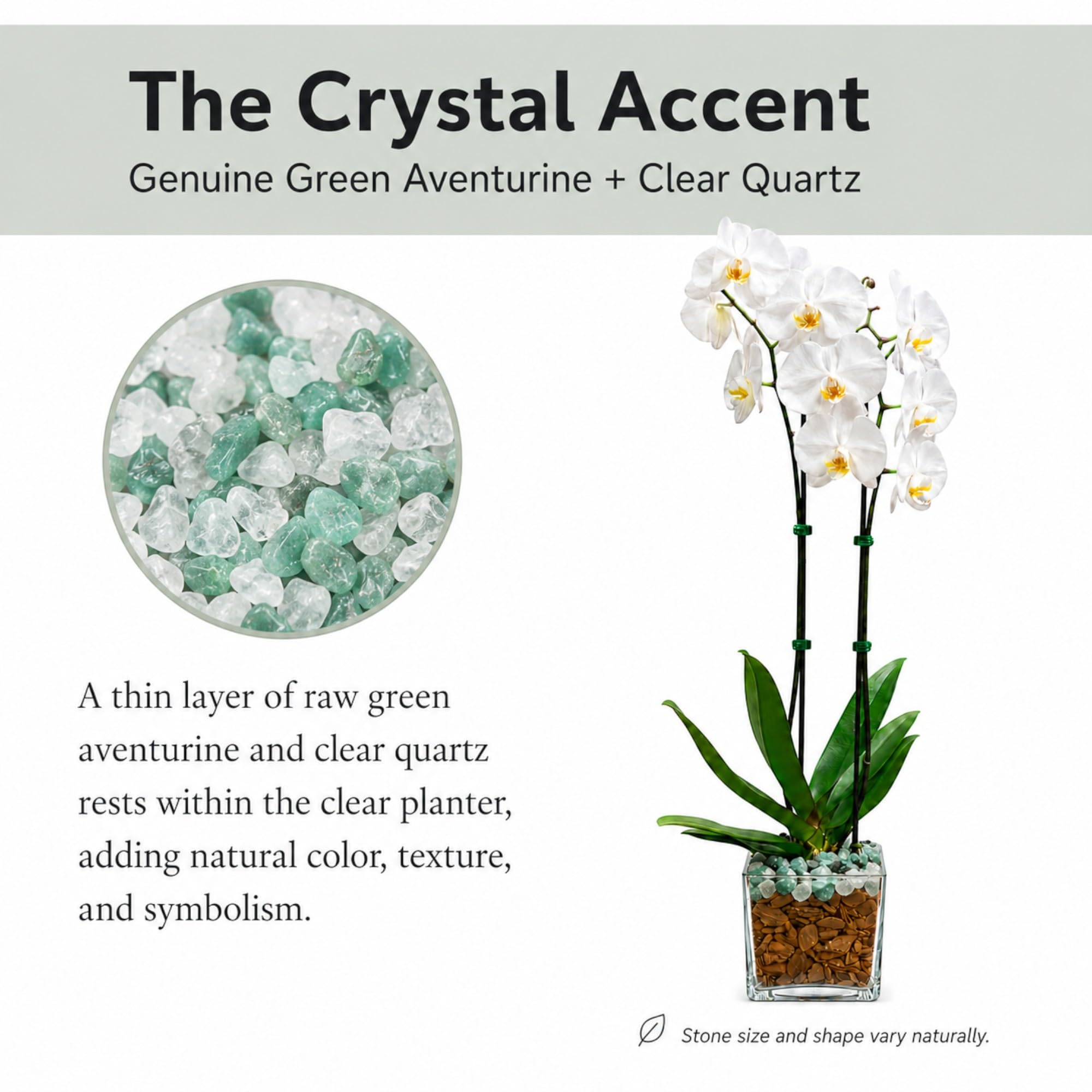 Live Phalaenopsis Orchid Plant – Double Stem 24-26 Inch Tall Flowering Orchid – Indoor Potted Orchid in Clear Planter – Genuine Crystal Accent – White with Green Aventurine and Clear Quartz
