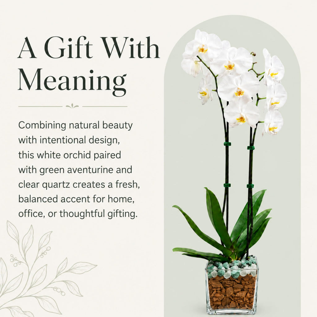 Live Phalaenopsis Orchid Plant – Double Stem 24-26 Inch Tall Flowering Orchid – Indoor Potted Orchid in Clear Planter – Genuine Crystal Accent – White with Green Aventurine and Clear Quartz