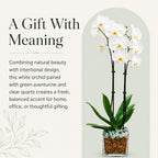 Live Phalaenopsis Orchid Plant – Double Stem 24-26 Inch Tall Flowering Orchid – Indoor Potted Orchid in Clear Planter – Genuine Crystal Accent – White with Green Aventurine and Clear Quartz