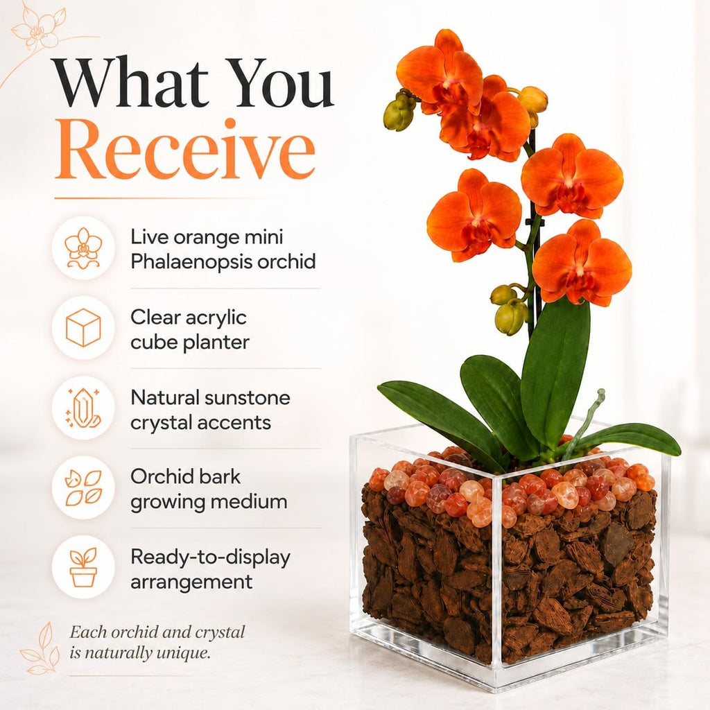 Live Orange Mini Phalaenopsis Orchid Plant in Clear Acrylic Cube Planter with Natural Sunstone Crystal Accents