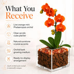 Live Orange Mini Phalaenopsis Orchid Plant in Clear Acrylic Cube Planter with Natural Sunstone Crystal Accents