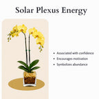 Live Phalaenopsis Orchid Plant – Double Stem 24-26 Inch Tall – Chakra Orchid Collection – Clear Planter with Genuine Crystal Accent (Yellow/Citrine)