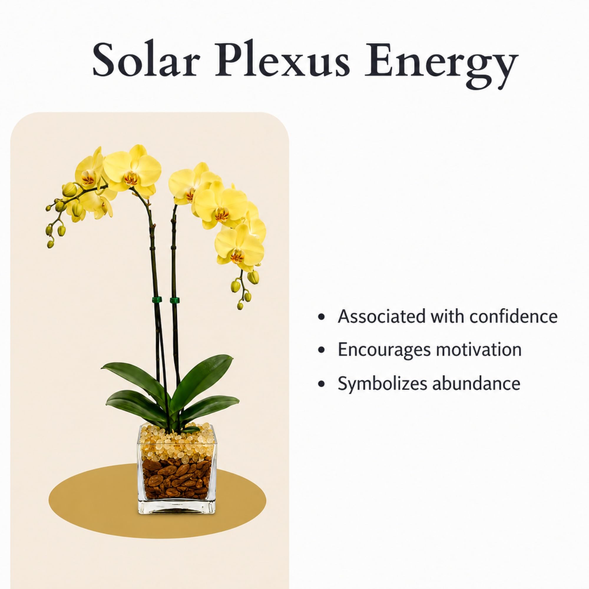Live Phalaenopsis Orchid Plant – Double Stem 24-26 Inch Tall – Chakra Orchid Collection – Clear Planter with Genuine Crystal Accent (Yellow/Citrine)