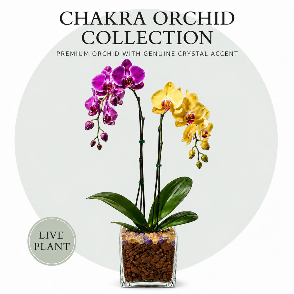 Live Double Stem Phalaenopsis Orchid Plant, 24–26 Inches Tall, Purple & Yellow Blooms with Citrine and Amethyst Crystal Accent, Clear Planter, Chakra Orchid Collection