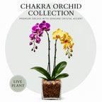 Live Double Stem Phalaenopsis Orchid Plant, 24–26 Inches Tall, Purple & Yellow Blooms with Citrine and Amethyst Crystal Accent, Clear Planter, Chakra Orchid Collection