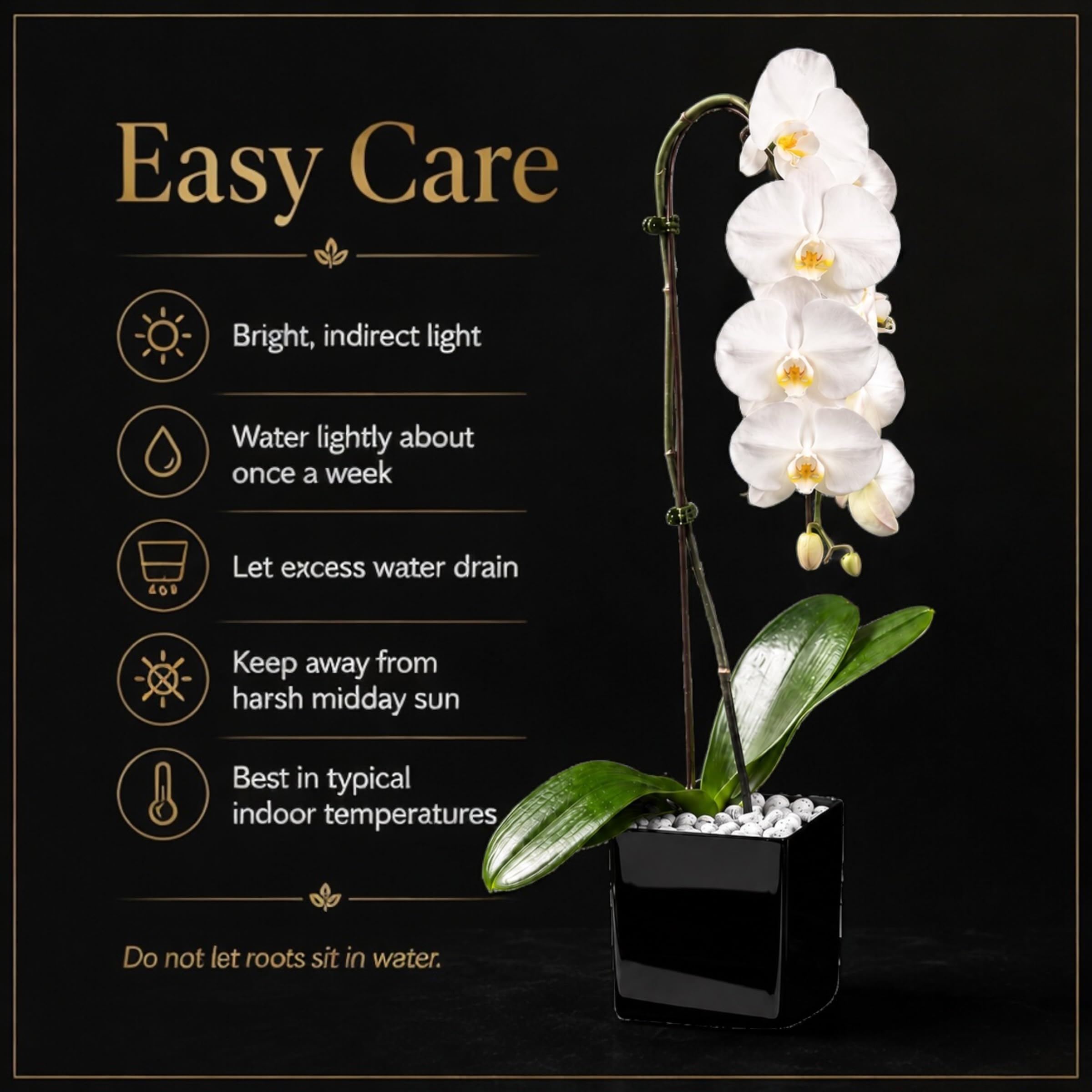 Live White Swan Orchid Plant in Black Acrylic Cube, Natural Raw Howlite Crystal Accent Stones, Modern Luxury Orchid Flowering Plant for Home, Office, Gifts
