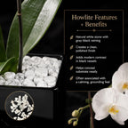 Live White Swan Orchid Plant in Black Acrylic Cube, Natural Raw Howlite Crystal Accent Stones, Modern Luxury Orchid Flowering Plant for Home, Office, Gifts
