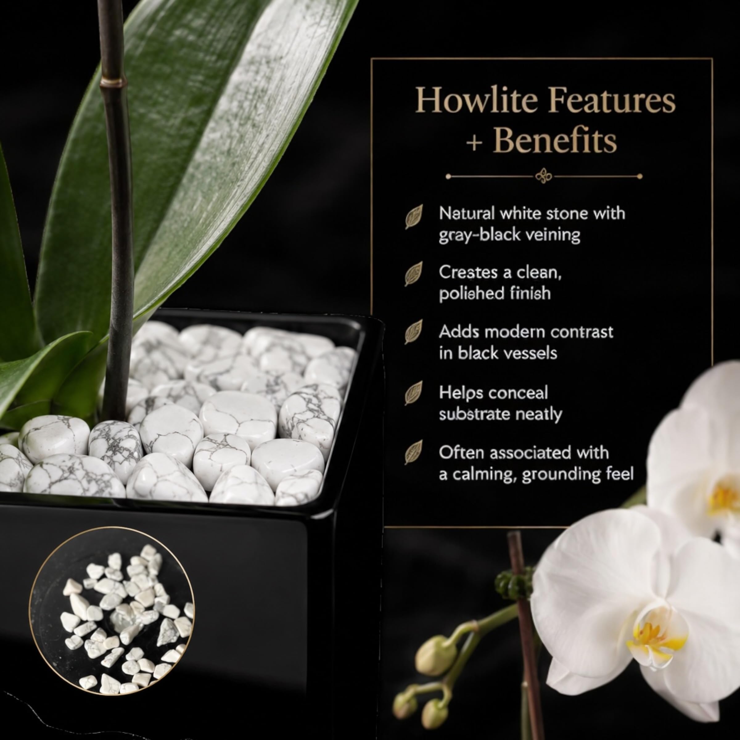 Live White Swan Orchid Plant in Black Acrylic Cube, Natural Raw Howlite Crystal Accent Stones, Modern Luxury Orchid Flowering Plant for Home, Office, Gifts