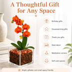 Live Orange Mini Phalaenopsis Orchid Plant in Clear Acrylic Cube Planter with Natural Sunstone Crystal Accents