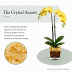 Live Phalaenopsis Orchid Plant – Double Stem 24-26 Inch Tall – Chakra Orchid Collection – Clear Planter with Genuine Crystal Accent (Yellow/Citrine)