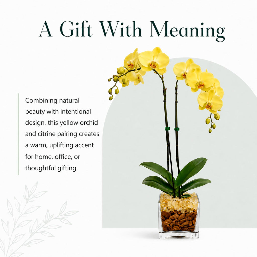 Live Phalaenopsis Orchid Plant – Double Stem 24-26 Inch Tall – Chakra Orchid Collection – Clear Planter with Genuine Crystal Accent (Yellow/Citrine)