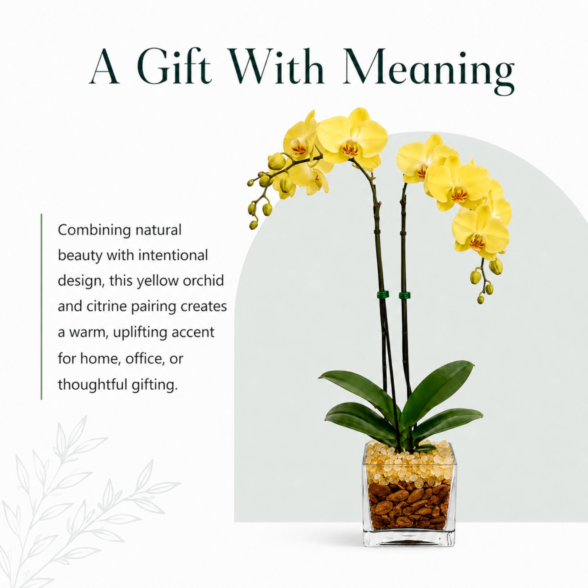 Live Phalaenopsis Orchid Plant – Double Stem 24-26 Inch Tall – Chakra Orchid Collection – Clear Planter with Genuine Crystal Accent (Yellow/Citrine)