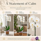 Live Phalaenopsis Orchid Plant – Double Stem 24-26 Inch Tall Flowering Orchid – Indoor Potted Orchid in Clear Planter – Genuine Crystal Accent – White with Amethyst