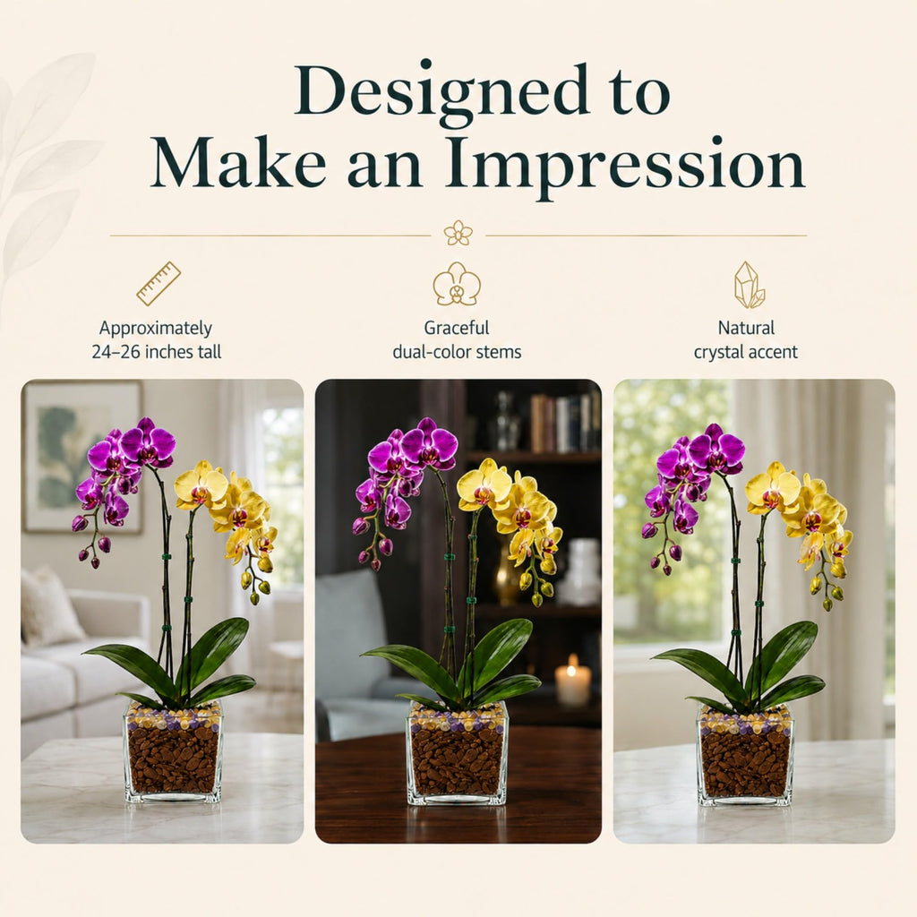 Live Double Stem Phalaenopsis Orchid Plant, 24–26 Inches Tall, Purple & Yellow Blooms with Citrine and Amethyst Crystal Accent, Clear Planter, Chakra Orchid Collection