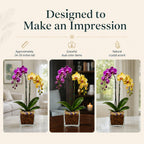 Live Double Stem Phalaenopsis Orchid Plant, 24–26 Inches Tall, Purple & Yellow Blooms with Citrine and Amethyst Crystal Accent, Clear Planter, Chakra Orchid Collection