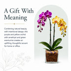 Live Double Stem Phalaenopsis Orchid Plant, 24–26 Inches Tall, Purple & Yellow Blooms with Citrine and Amethyst Crystal Accent, Clear Planter, Chakra Orchid Collection