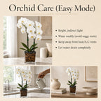 Live Double Stem Phalaenopsis Orchid Plant, 24–26 Inches Tall, White Blooms with Black Obsidian Crystal Accent, Clear Planter, Chakra Orchid Collection