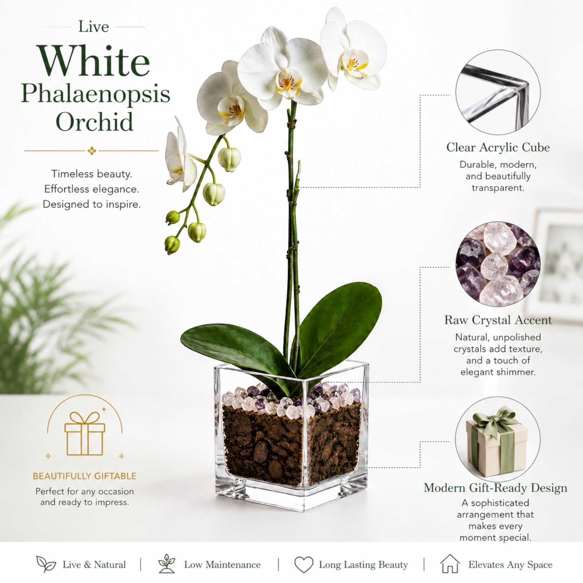 Live Phalaenopsis Orchid Plant with Raw Chakra Crystal Accent, Single-Stem Indoor Potted Orchid in Clear Acrylic Planter, Gift-Ready (White Orchid/Rose Quartz/Amethyst, 3 Inch Cube)