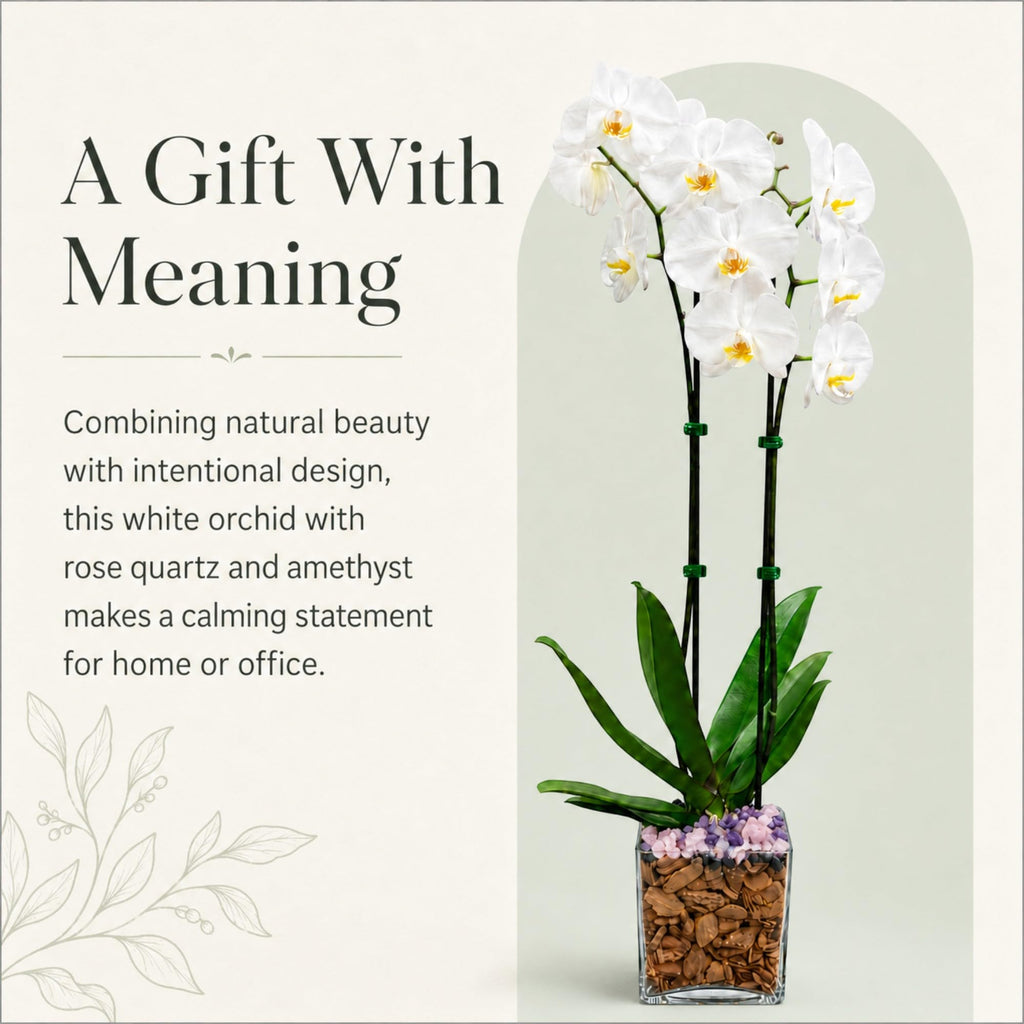 Live Phalaenopsis Orchid Plant – Double Stem 24-26 Inch Tall Flowering Orchid – Indoor Potted Orchid in Clear Planter – Genuine Crystal Accent – White with Amethyst