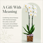 Live Phalaenopsis Orchid Plant – Double Stem 24-26 Inch Tall Flowering Orchid – Indoor Potted Orchid in Clear Planter – Genuine Crystal Accent – White with Amethyst