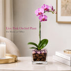 Live Phalaenopsis Orchid Plant with Raw Chakra Crystal Accent, Single-Stem Indoor Potted Orchid in Clear Acrylic Planter, Gift-Ready