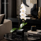 Live White Swan Orchid Plant in Black Acrylic Cube, Natural Raw Howlite Crystal Accent Stones, Modern Luxury Orchid Flowering Plant for Home, Office, Gifts