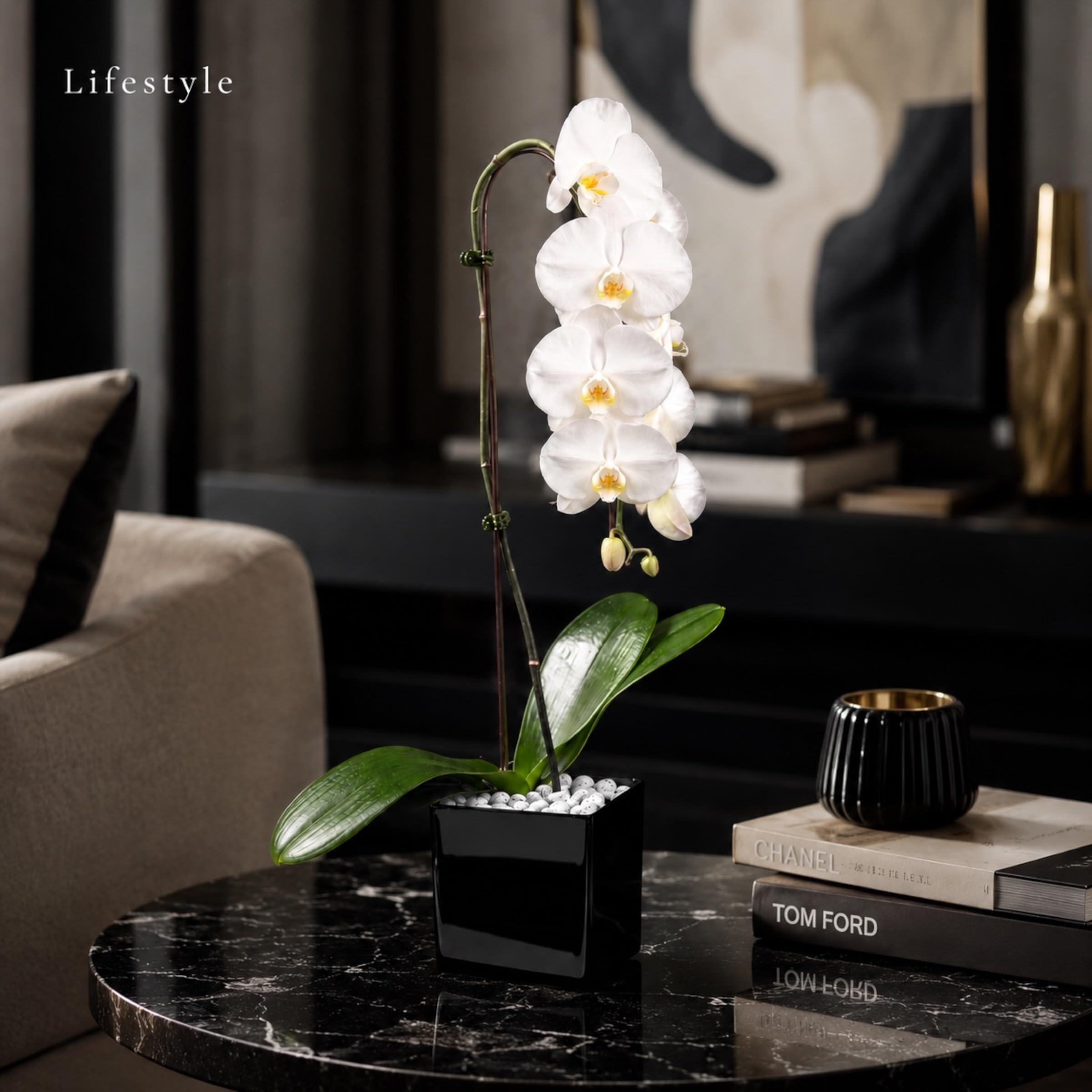 Live White Swan Orchid Plant in Black Acrylic Cube, Natural Raw Howlite Crystal Accent Stones, Modern Luxury Orchid Flowering Plant for Home, Office, Gifts