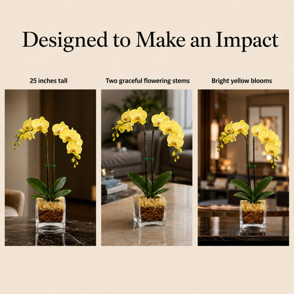 Live Phalaenopsis Orchid Plant – Double Stem 24-26 Inch Tall – Chakra Orchid Collection – Clear Planter with Genuine Crystal Accent (Yellow/Citrine)