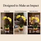 Live Phalaenopsis Orchid Plant – Double Stem 24-26 Inch Tall – Chakra Orchid Collection – Clear Planter with Genuine Crystal Accent (Yellow/Citrine)