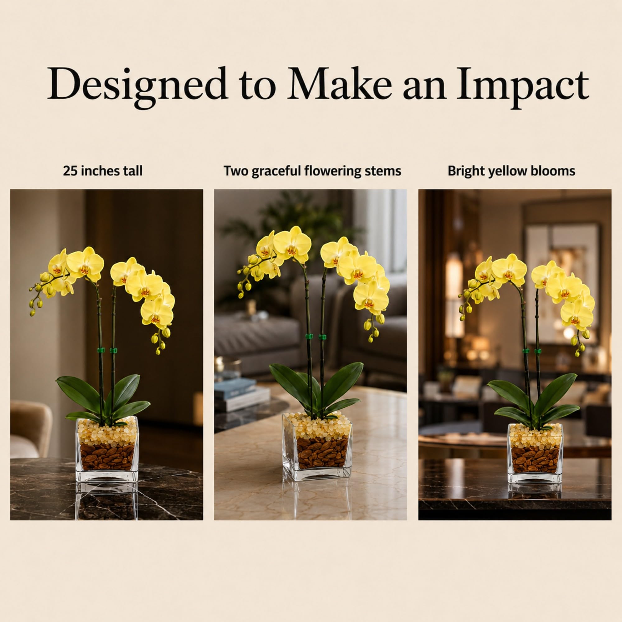 Live Phalaenopsis Orchid Plant – Double Stem 24-26 Inch Tall – Chakra Orchid Collection – Clear Planter with Genuine Crystal Accent (Yellow/Citrine)