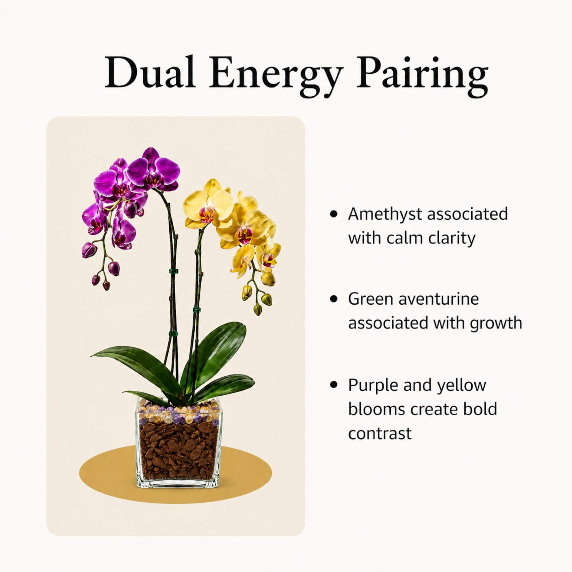 Live Double Stem Phalaenopsis Orchid Plant, 24–26 Inches Tall, Purple & Yellow Blooms with Citrine and Amethyst Crystal Accent, Clear Planter, Chakra Orchid Collection