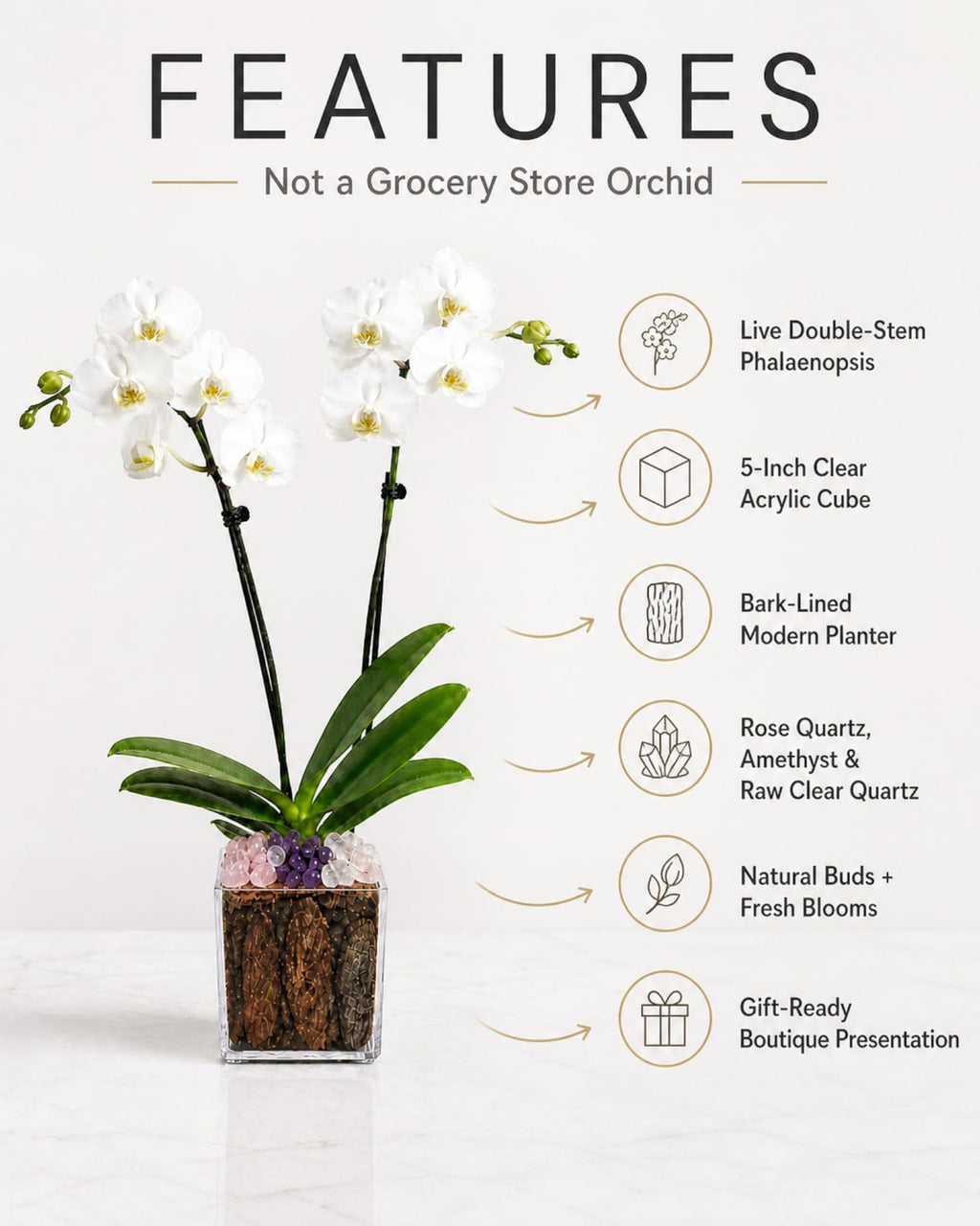 Not a Grocery Store Orchid Live Phalaenopsis Arrangement, Mother’s Day Gift with Rose Quartz, Clear Quartz & Amethyst, White or Pink Blooms, Double or Triple Stem