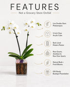Not a Grocery Store Orchid Live Phalaenopsis Arrangement, Mother’s Day Gift with Rose Quartz, Clear Quartz & Amethyst, White or Pink Blooms, Double or Triple Stem