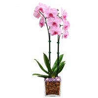 Live Double Stem Phalaenopsis Orchid with Chakra Crystals Tall Indoor Potted Orchid in Clear Planter Long Lasting Bloom Pink with Rose Quartz and Amethyst