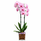 Live Double Stem Phalaenopsis Orchid with Chakra Crystals Tall Indoor Potted Orchid in Clear Planter Long Lasting Bloom Pink with Rose Quartz and Amethyst