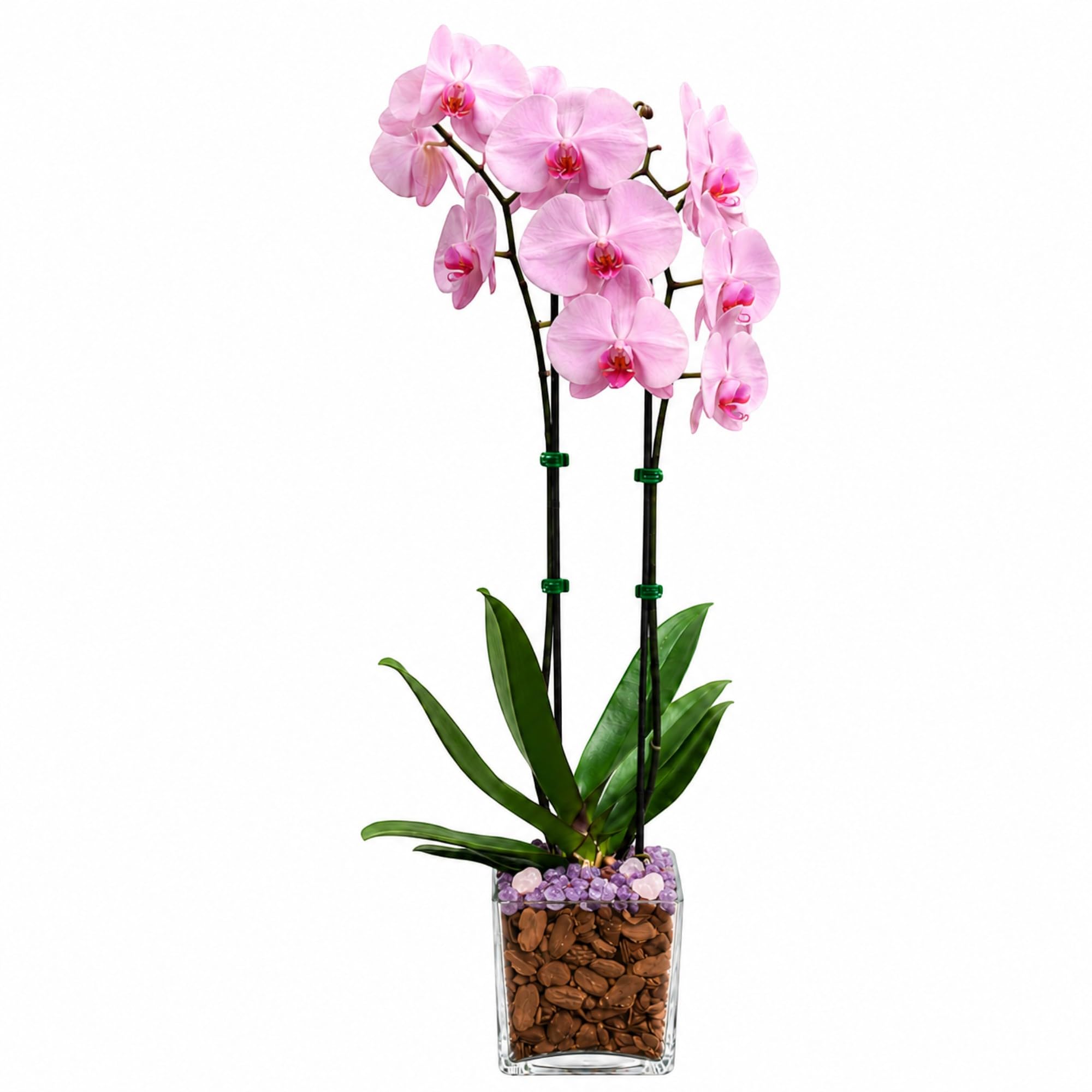 Live Double Stem Phalaenopsis Orchid with Chakra Crystals Tall Indoor Potted Orchid in Clear Planter Long Lasting Bloom Pink with Rose Quartz and Amethyst